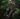 Thomas Dambos Trolls Closeup Atlanta Botanical Garden