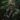 Thomas Dambos Trolls Closeup Atlanta Botanical Garden