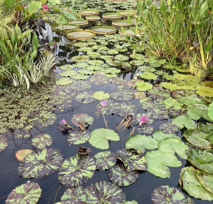 Lily pad at Atlanta Botanical Garden