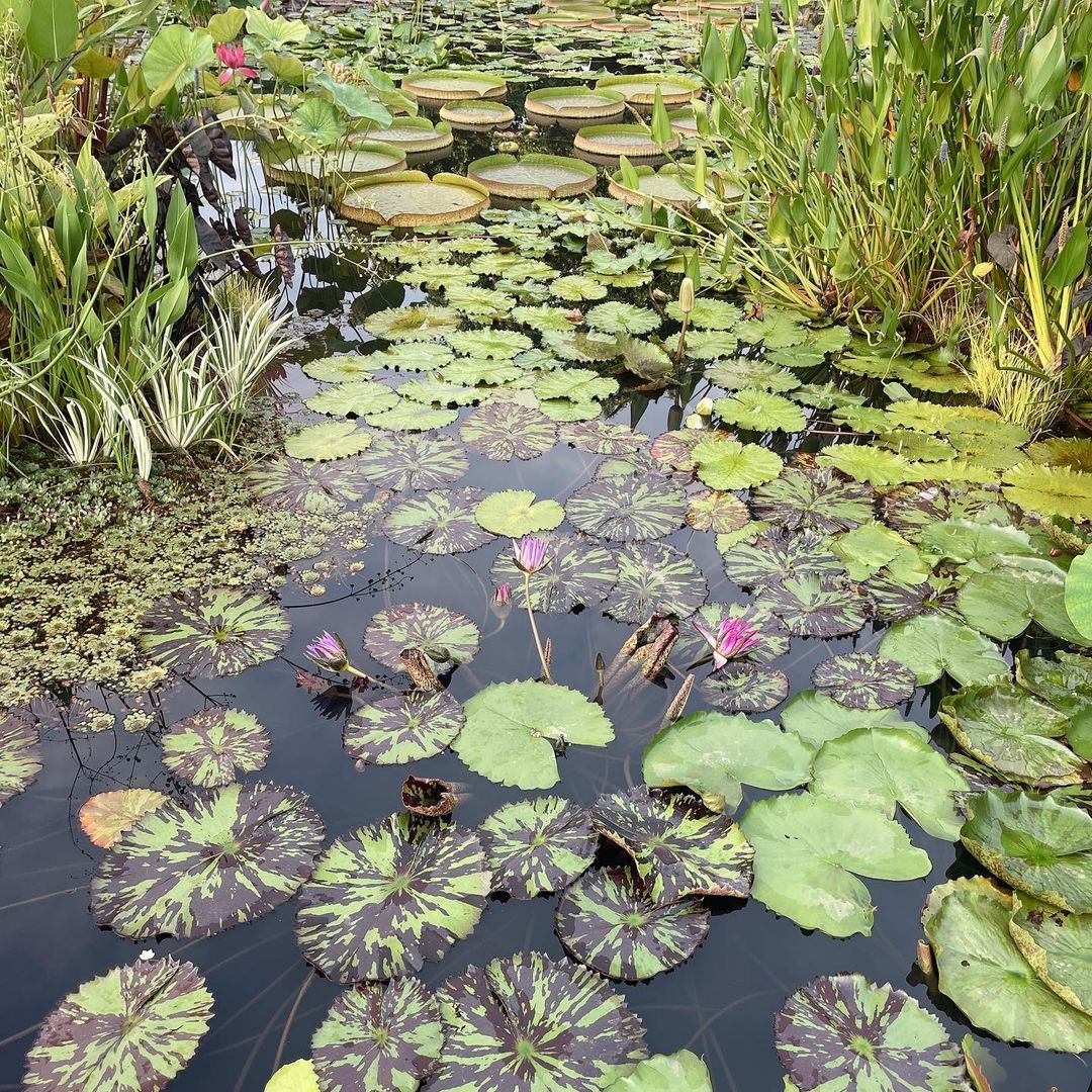 Lily pad at Atlanta Botanical Garden