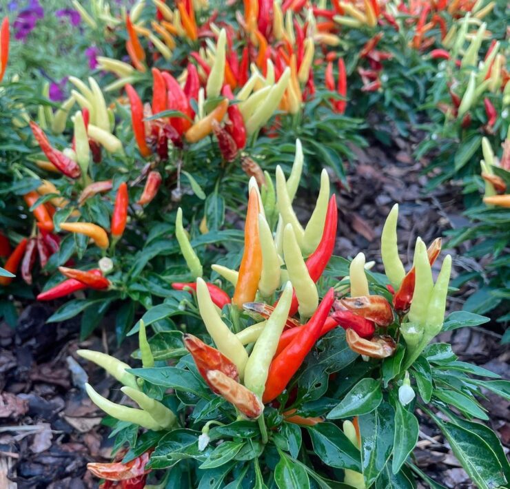 Pepper plants Atlanta Botanical Garden