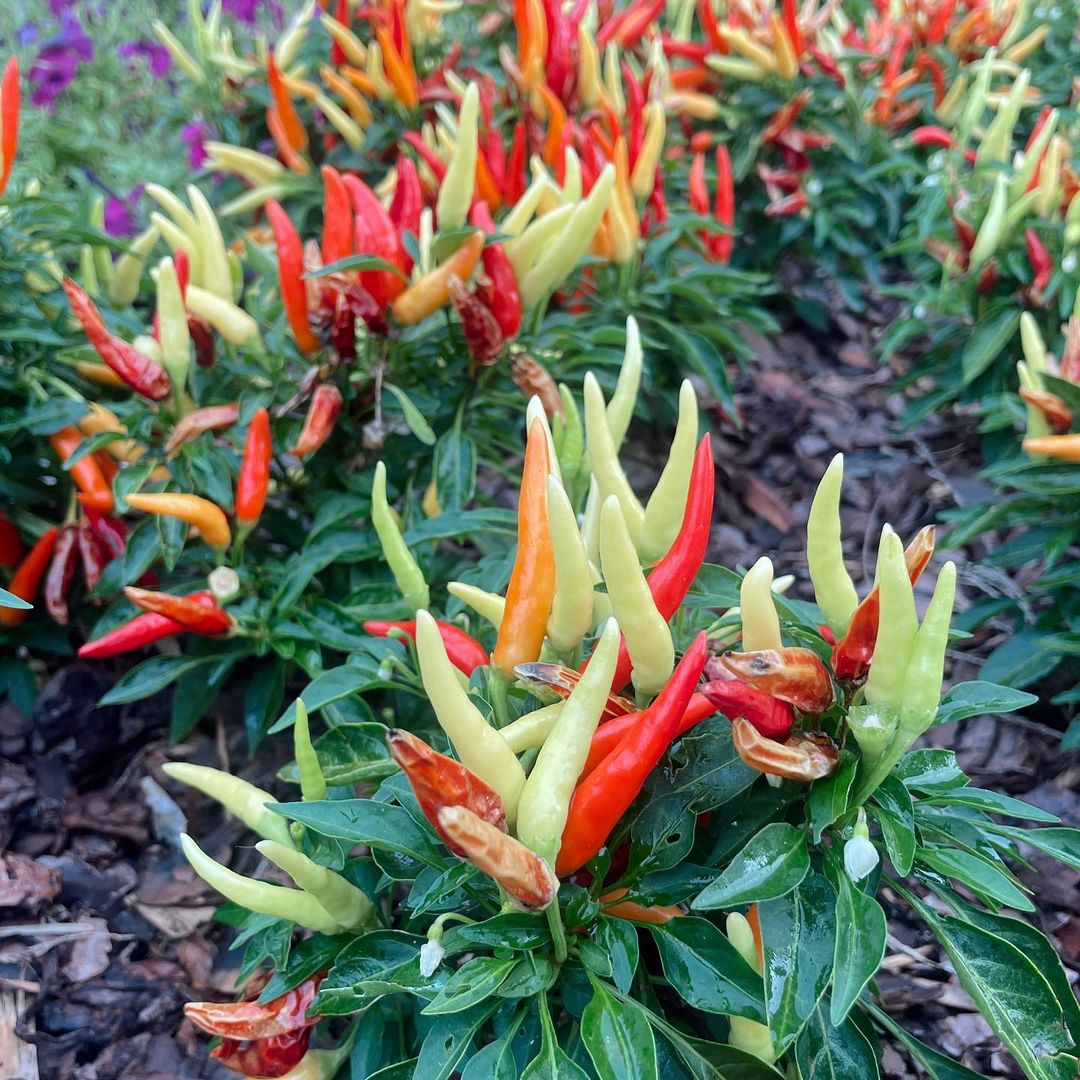 Pepper plants Atlanta Botanical Garden