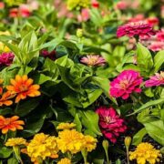 Flowers and Fellowship