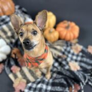 Pumpkin Spice Puppy Yoga
