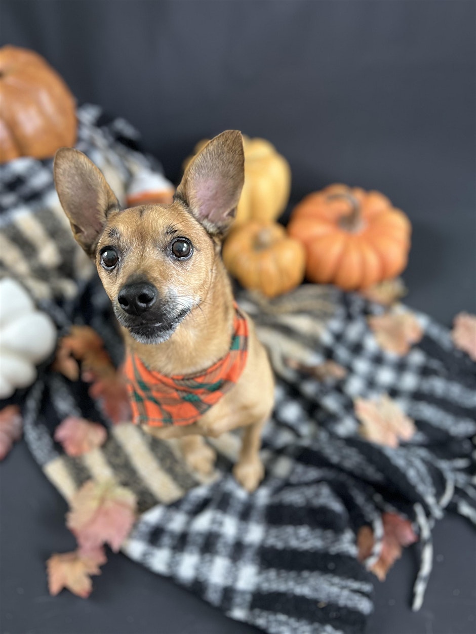 Pumpkin Spice Puppy Yoga: A Cozy Autumn Event