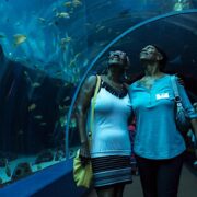 Senior Brunch and Learn - Georgia Aquarium & STATS Brewpub